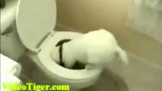How to train doggy to wash toilet 狗狗洗厕所