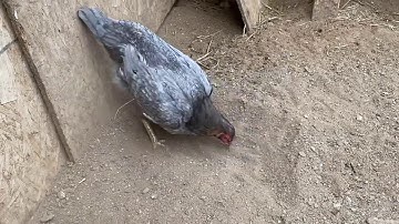 Poj qaib tuaj kaus taw.