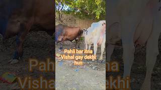 mini vlog video #shortvideo 😆🎂🥭