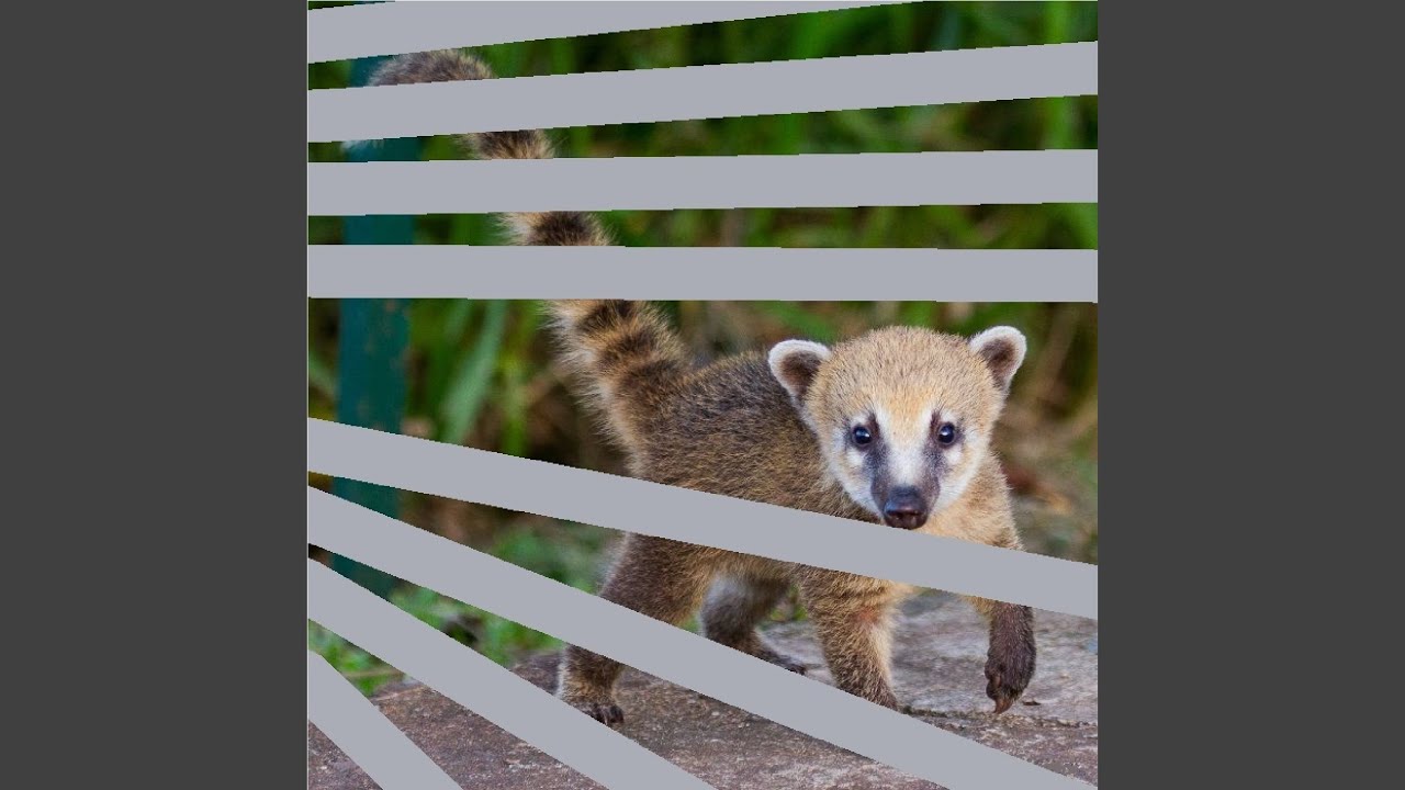 Coatí
