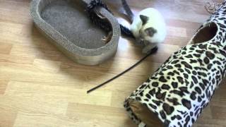 Introducing Stella And Cooper by johansonCats 105 views 9 years ago 4 minutes, 38 seconds