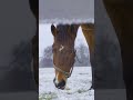 Dalham Hall Stud looking picture perfect under a sprinkling of snow ❄️ #shorts