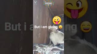 Cute Cats | See Through My Eyes | #shorts Cute Cats | See Through My Eyes | #shorts