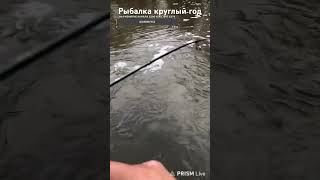 Мощная Паклёвка Окуня на мормышку #рыбалка #video #fishing