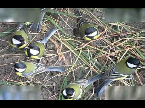 Куда улетают гуси, утки, журавли