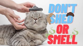 10 Cat Breeds That Don't Shed Or Smell by Purring Loaf 309 views 1 year ago 5 minutes, 52 seconds