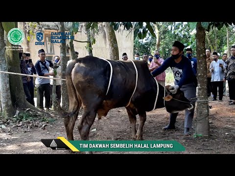 Video: Apa Itu Sapu Jagal: Cara Menggunakan Sapu Jagal Tanaman