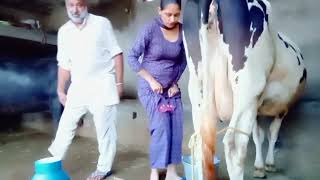 Evening Routine Vlog Milking Vlog Jujhar Vlogs