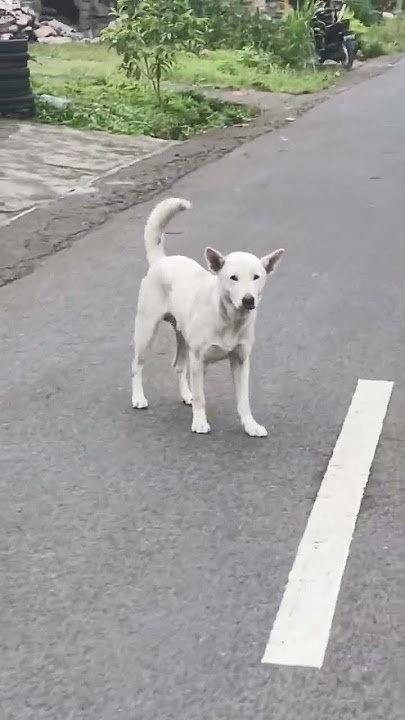 dikejar Anjing