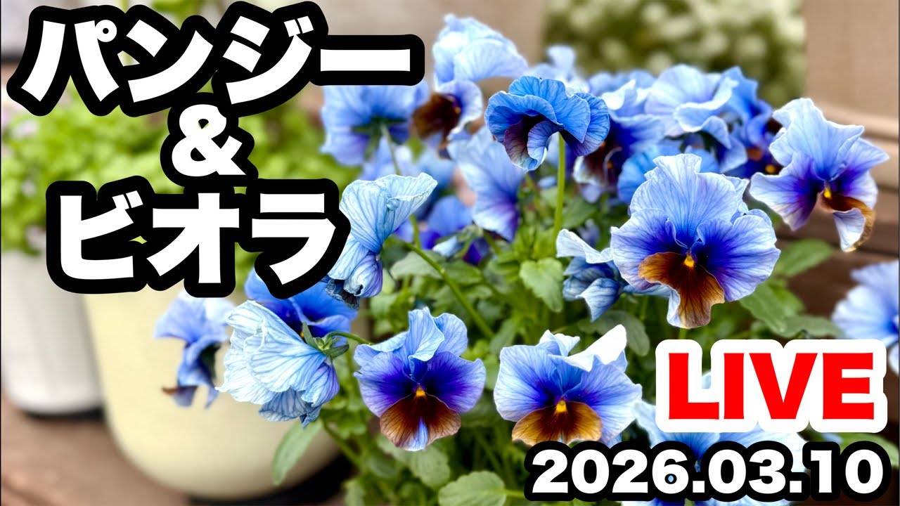 ◆お花見・満開【パンジー＆ビオラ】LIVE🌸🌸🌸