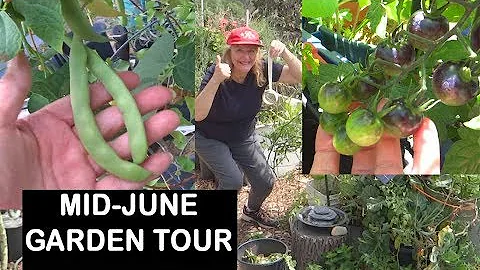GARDEN tour Mid JUNE Vegetables Woodchips Containe...