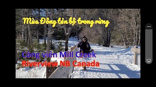 Mùa Đông tản bộ trong rừng Công viên Mill Creek, Riverview NB, CANADA