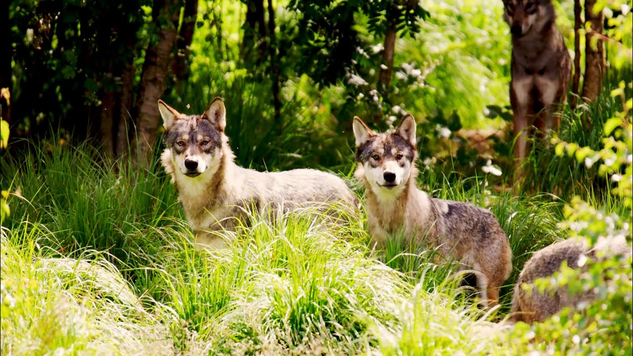 Watch The Calling on YouTube Watch The Calling on YouTube