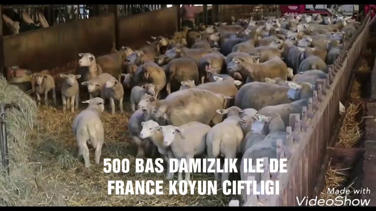 500 BAŞ DAMIZLIK ILE DE FRANCE KOYUN ÇİFTLİĞİ YouTube