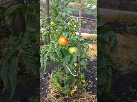 Video: Tomato Turbojet: maelezo ya aina, sifa, hakiki