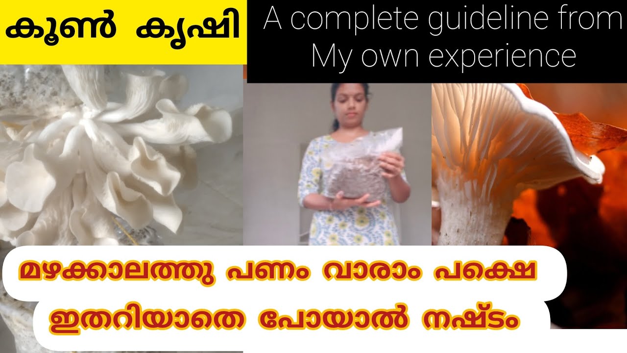 കൂൺ കൃഷി തുടക്കം മുതൽ വില്പന വരെ|mushroom cultivation|low cost business|Side business