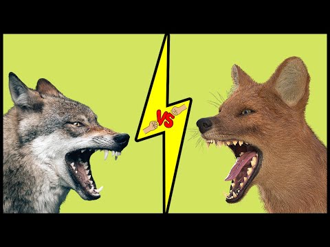 INDIAN WOLF vs DHOLE - Who Would Win a Fight?