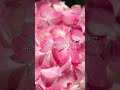 これからのシーズンに絶対外せない絶景…！☔💜