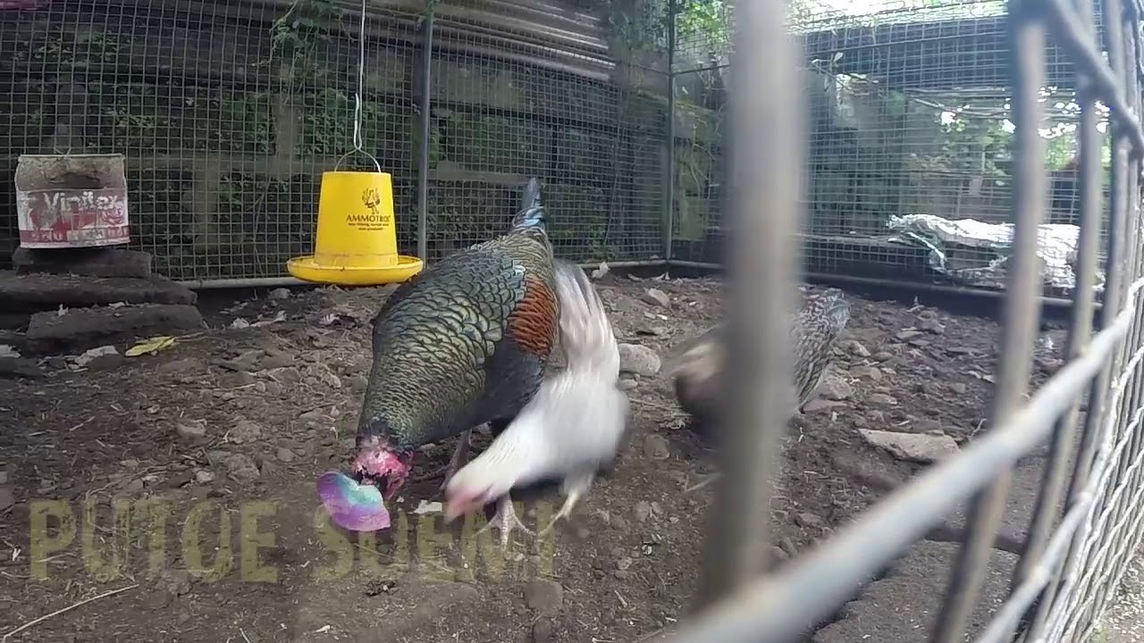 Jangkrik Di pagi Hari Untuk Ayam  Hutan  Hijau  YouTube