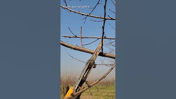 "Boost Your Harvest with Proper Pruning Techniques#shorts #farming #pruning