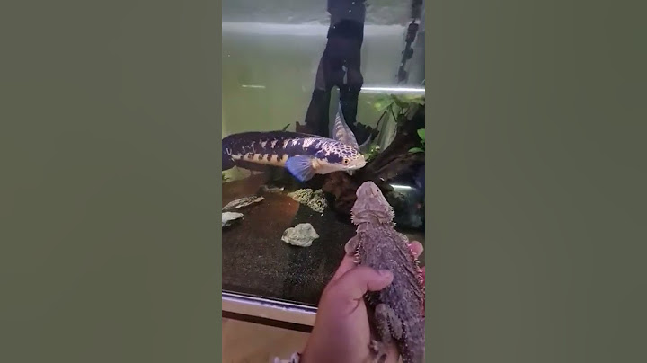pogona and channas #aquarium #monsterfish #pogona #channa #channamaru #reptiles #animalcare