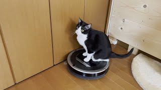 嫌いじゃないけど乗りたいとも思わない猫