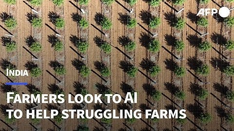 Indian farmers look to AI to help struggling farms | AFP