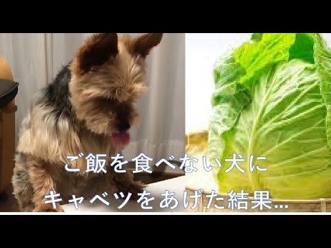 愛犬がベジタリアンに キャベツを見た時の反応がヤバい キャベツ大好きヨークシャテリアのしんちゃん Youtube