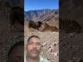 Tibetan Mastiff KILLS Tiger On Cliff - SAVES Puppy#viral