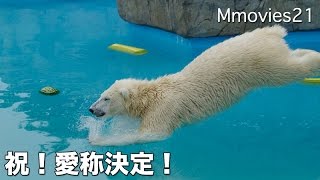Two yellow watermelon,Polar Bear愛称決定後初のホッキョクグマガイド
