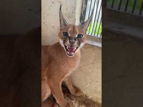 بحط ع الجامدين