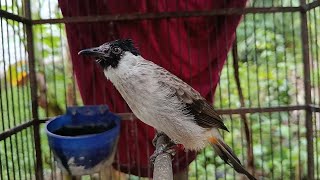 Download Lagu Kutilang jantan memanggil betina MP3