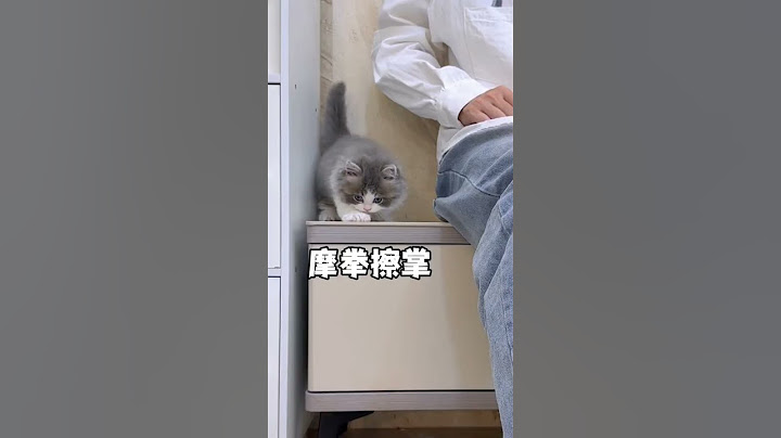 让小猫咪也体验一下鬼打墙的感觉 #小奶猫 #铲屎官的乐趣 #猫咪的迷惑行为