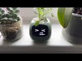 Small Smart Planter Ivy by PlantsIO