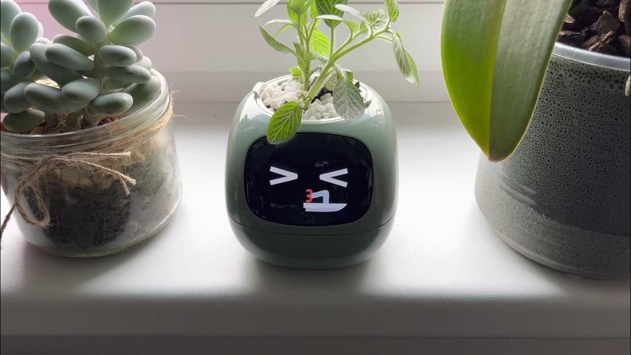 Small Smart Planter Ivy by PlantsIO - YouTube