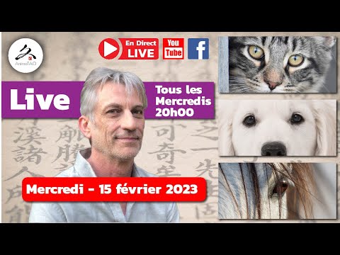 Vidéo: Votre chien pourrait-il bénéficier d'un traitement d'acupuncture?