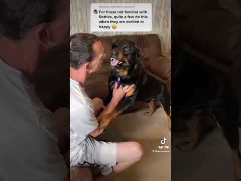 Rottweiler cries and attacks over nail clipping ⚠️