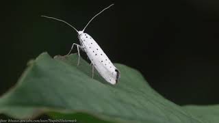 Spindle Ermine Moth (Yponomeuta cagnagella) - Brighton, September 2020 Not quite small enough to qualify as a micro-moth, this chalk & limestone-loving Spindle Ermine (one of several small Ermines) is associated with, you've guessed it, the Spindle Tree.

It's caterpillars are known for covering their host tree/plant in a protective trailing silk web in the spring, designed to deter birds, under which they are capable of decimating the leaves before they pupate. 

However, unless the hosts are unlucky enough to be covered in consecutive years which is rare, they generally recover well.

The adult moth, seen here, is ostensibly a night flyer from June to September, though I always seem to find them flitting about during the day in sheltered spots.


(To subscribe for free to my wildlife video channel, please click on 'subscribe' or visit www.youtube.com/user/Thepkb22)