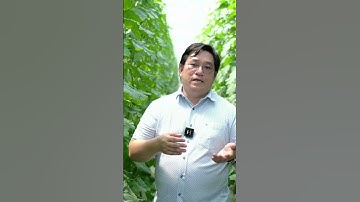 P2 - Tầm quan trọng của hệ thống tưới tự động trong dưa lưới | Ninh Nguyễn Official #shorts