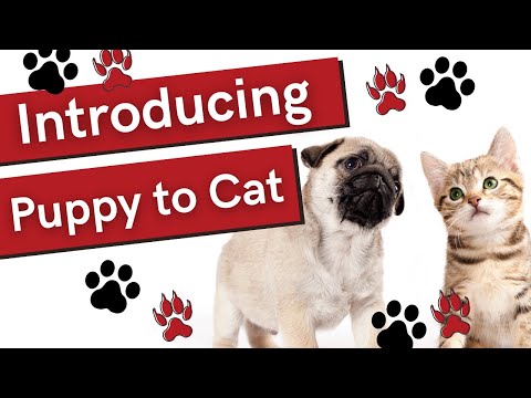 Video: Een nieuwe puppy voorstellen aan de huiskat: 15 stappen