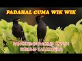 pancingan burung jalak kebo paling ampuh pasti nyaut