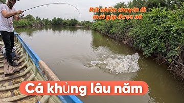 Câu lure cá chẽm bình đại- đầm cá kể luôn có nhiều bí ẩn 
