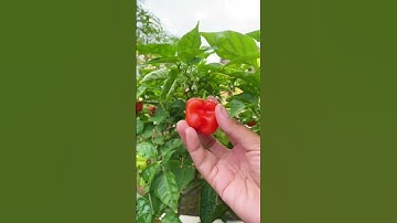 The process of harvesting chilies using scissors #shorts