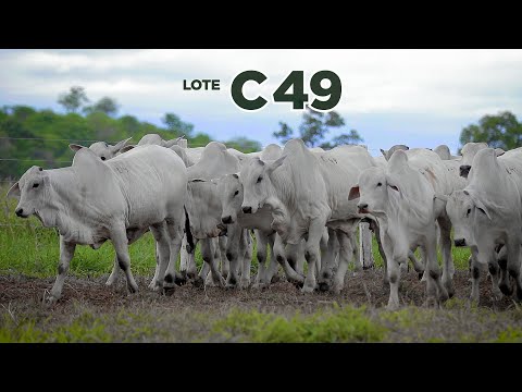LOTE C49