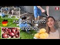 Sembrando CEBOLLAS  y PAPAS  | Colocando humus para NUTRIR la tierra #lifestyle #huertoorganico