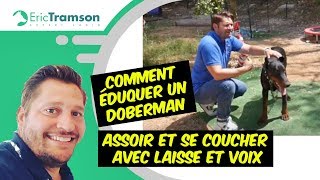 Comment éduquer un Doberman avec la voix et une laisse, à s’asseoir et se coucher ?