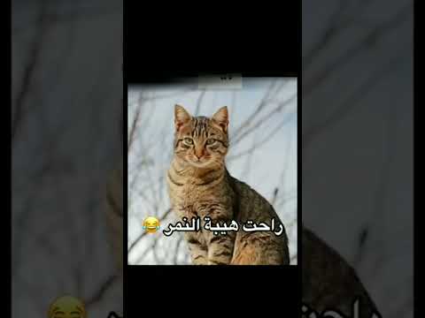 راحت هيبة النمر