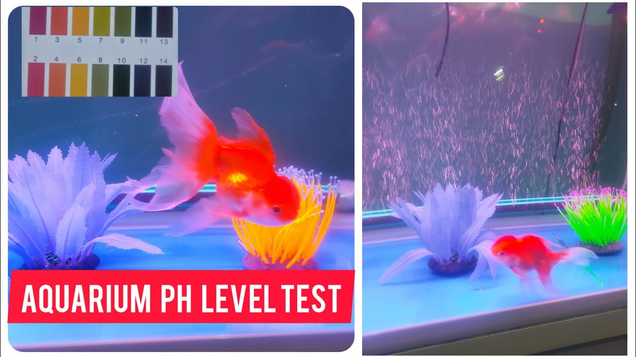 Aquarium Fish Tank Water Ph Level Testing YouTube Aquarium Fish Tank Water Ph Level Testing YouTube