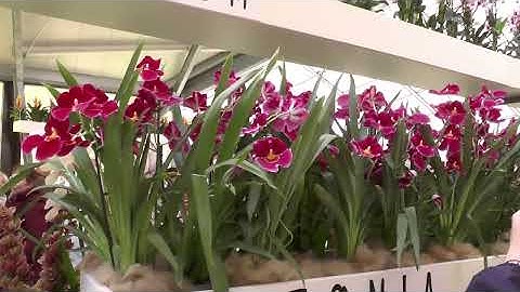 Новый проект   ЦВЕТЫ