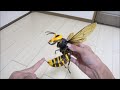 オオスズメバチに刺された